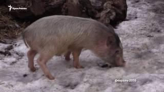 Why in the Crimea broke African swine fever