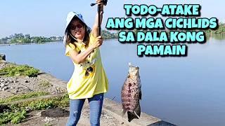 TODO-ATAKE ang mga CICHLIDS sa dala kong PAMAIN