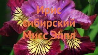 Ирис сибирский Мисс Эппл (iris sibirica)  ирис Мисс Эппл обзор: как сажать саженцы ириса Мисс Эппл