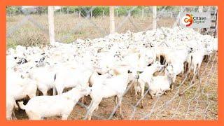 | Kenya's Gold | Taking Care of Galla Goats - Agri-Nation