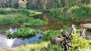 ЛОВЛЯ ГОЛАВЛЯ НА КРАСИВОЙ МИКРОРЕЧКЕ в Калининградской области. ЩУКА | ЗАПЕКАНИЕ рыбы в фольге.