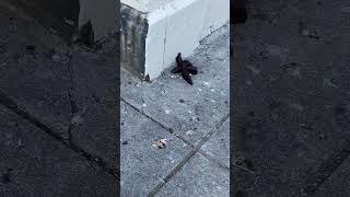 WHOA NOW, THOUGHT THAT WAS A TARANTULA AT FIRST.. / KEEP CHINATOWN CLEAN PLEASE 