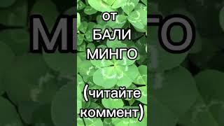 (читайте коммент)#балиминго #рек #рекоммендации