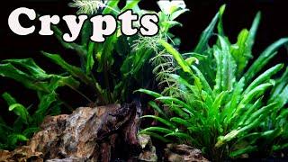 The Plant You NEED! Crypt Aquarium Plant Care