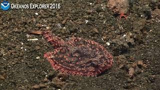 EX1605L1 Dive 19 May 10 2016 Hour 7 Bottom Okeanos Explorer ROV Dive