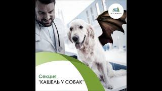 VET.CAMP 2020  Секция "Кашель у собак". Кейс 1. Андрей Комолов и Сергей Коняев