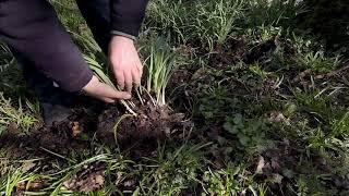 Snowdrops - Splitting & Dividing - Burncoose