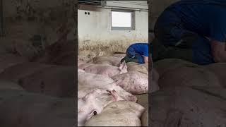Piglets Growing Super Fast #QuickPig #FarmXP