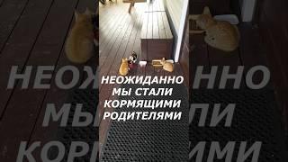 Мы стали кормящими родителями Неожиданно