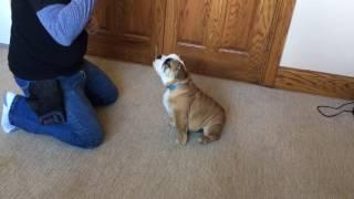 English Bulldog Puppy Early Obedience Training by Master Trainer David Harris