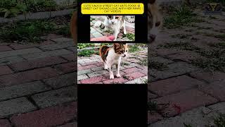 Cute Calico Street Cat Eats Food!  Sweet Cat Shows Love with Her Paws  Cat Videos . #catvideos