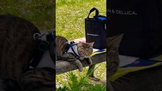 May pusang nakagala sa park saya saya nang boy namin🫶#trending #shortvideo #cat #shorts