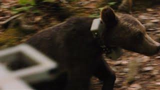 Bulgaria releases 3 bear cubs into the wild