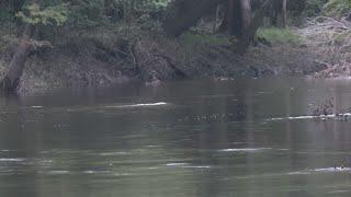 Northeast Cape Fear River continue to shows various types of PFAs in water