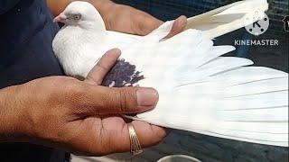 200% pure Punjabi Malwai Kabootar for sale in Delhi for Rs 2000 add 8447579723
