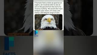 What If Humans Had Eagle Vision? (You Could See an ANT from a 10-Story Building!) 