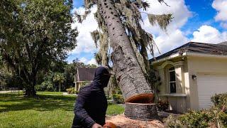 Barely Missed The House Felling This Monster Monkey Puzzle Tree