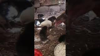 HEN CHICKS #SHORT |AFAQ BUKHARI