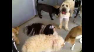 Dog daycare and boarding hotel