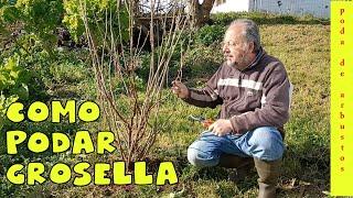 Como podar Grosella || Poda de arbustos #podagrosella