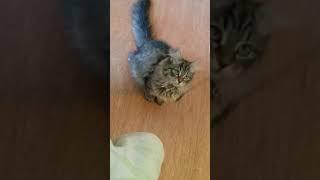 Siberian kitten Little Mouse on day 2 - August 27, 2017