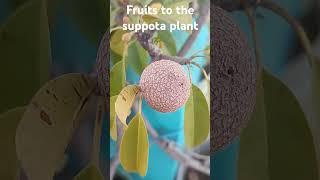 Fruits to the suppota plant #shots yt shorts surabhi multi creations #terrace garden#