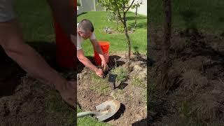 Edging my lawn