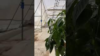 Hydroponics farming | one root | one world