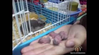 Hamsters.mp4