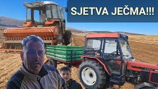 TAFE 45 DI 4WD u AKCIJI CJELI DAN SJETVA JEČMA