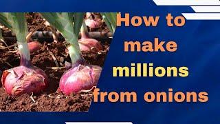 Onion farming in Kenya; How to grow the best most marketable bulb onions in 2024