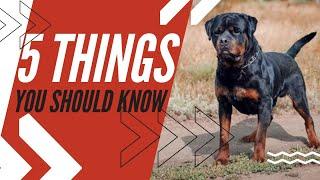 ROTTWEILER: Discover 5 Amazing Facts You Need to Know!