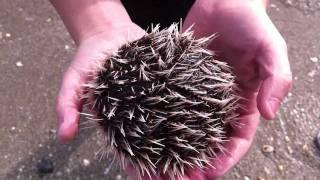Live sea urchin