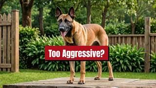 Is the BELGIAN MALINOIS the Friendliest Guard Dog Breed? | Malinois | Dog Training