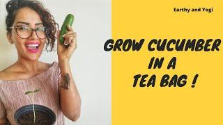 Grow Cucumber in a (Tea Bag) | Inspired by Ankit's Terrace Garden | How to Grow | GardenUp Episode 1