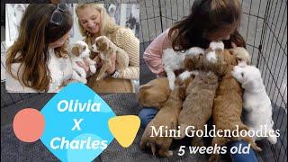 Goldendoodle Breeder | MiniGoldendoodles | OliviaXCharles | Olivias Guardians Coming to Play w/ Pups