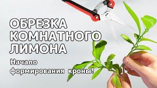 Первая ОБРЕЗКА КОМНАТНОГО ЛИМОНА | На пути к формированию кроны!