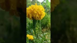 #gardentour #Mari gold #kavi Anakhas B2#plz subscribe
