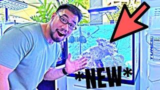 SETTING UP SALTWATER Tank With FRESHWATER KNOWLEDGE (Will it work?)