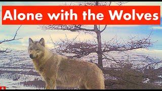 Survive Among the Wolves / ALONE WITH WOLVES / Siberia / Adventure / Bushcraft in Siberia