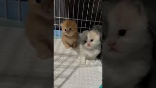 Funny cat|kitten|video clip#youtubeshorts #galerikucinglucu #funnyvideo #cutecat