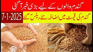 Today new wheat rate 2025 گندم کی نئی قیمت میں اضافہ