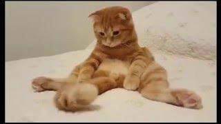 TOP 5 best video about a cat. Funny cat.