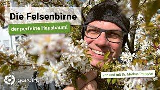 Die Felsenbirne als Hausbaum - ein Portrait zu Pflanzung, Schnitt und ökologischen Vorteilen.