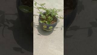 Turtle vine plant/ creeping inchplant/ Bolivian jew
