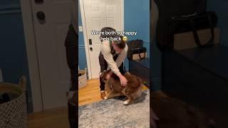 Barney has been sad lately  #australianshepherd #aussiesdoingthings #dog #dogshorts #dogvideos