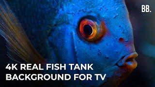 4K Real Aquarium | Colorful Fish Tank Relaxing ScreenSaver for TV, PC, LG TV, SAMSUNG TV