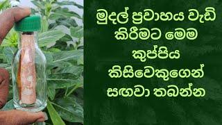 ධන ආකර්ශනය වැඩිවෙන්න මෙම පිළියම කරන්න