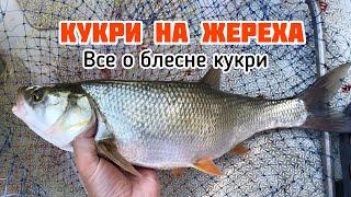 КУКРИ НА ЖЕРЕХА | ВСЕ О БЛЕСНЕ КУКРИ