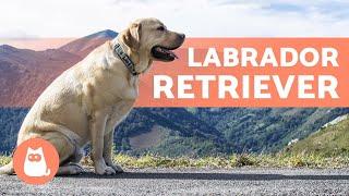 LABRADOR RETRIEVER - TUTTO su questa bellissima razza!